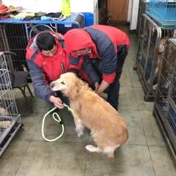 杭州金毛寻回犬俱乐部:杭州市西湖区高新文教区附近