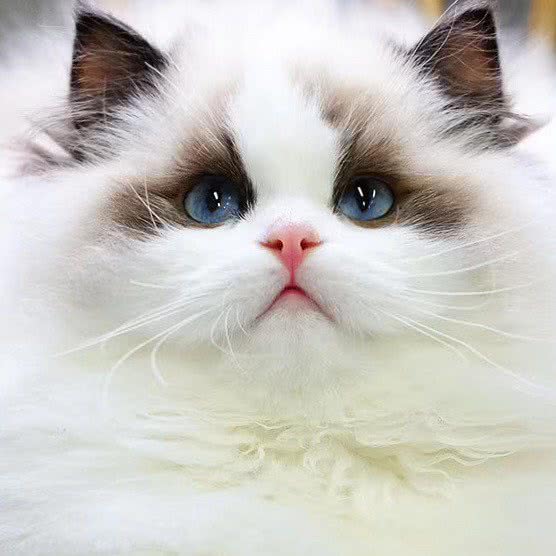 一口猫舍:杭州市西湖区高新文教区附近