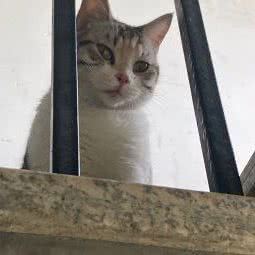 永爱狗狗寄养领养中心:杭州市西湖区转塘附近