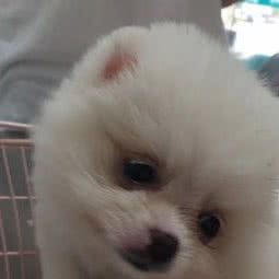 惠佳宠物诊所(转塘店):杭州市西湖区转塘附近