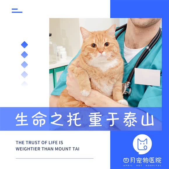 四月宠物诊所 转塘店:杭州市西湖区转塘附近