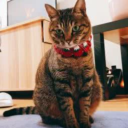 阿咪领养馆:杭州市西湖区三墩镇附近