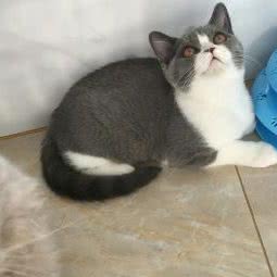 精灵猫:北京城区顺义区马坡牛栏山镇附近