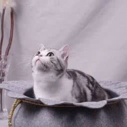 引猫入室:杭州市西湖区三墩镇附近