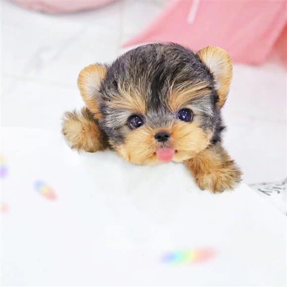 MIGO Pet奢宠汇宠物(星光城店):杭州市西湖区文三路沿线附近