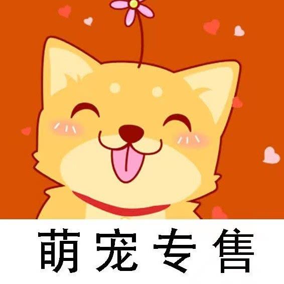 轩益宠物:杭州市西湖区文三路沿线附近