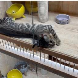 岛格宠物:杭州市西湖区文三路沿线附近