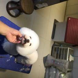 十三根半宠物工作室:杭州市西湖区留下附近