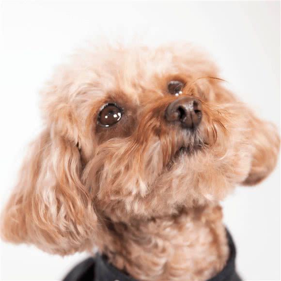 丸子宠物生活馆:杭州市滨江区开发区/高教园附近