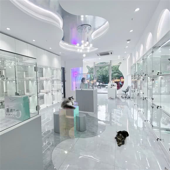 MiO喵咪专售店·猫舍:杭州市滨江区开发区/高教园附近