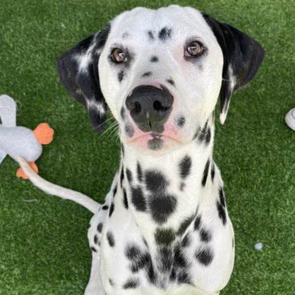 金沐宠物:杭州市滨江区开发区/高教园附近