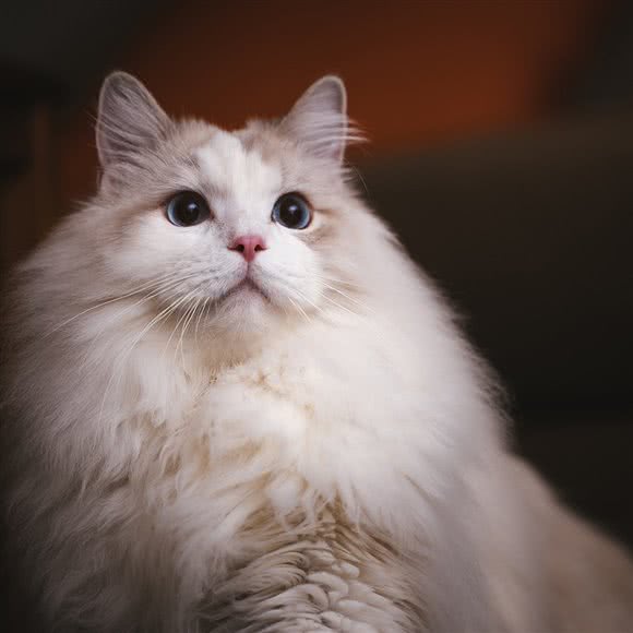 安九宠物生活社区·CFA&TICA猫舍:杭州市滨江区开发区/高教园附近