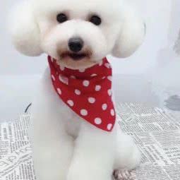 名门宠物:杭州市滨江区开发区/高教园附近