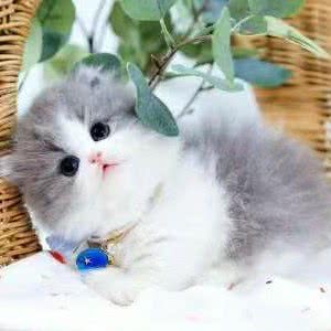 遇到?高端名猫舍?活体售卖寄养(玲珑府店):杭州市滨江区开发区/高教园附近