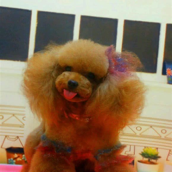 顶尚宠物创意之家:杭州市滨江区开发区/高教园附近