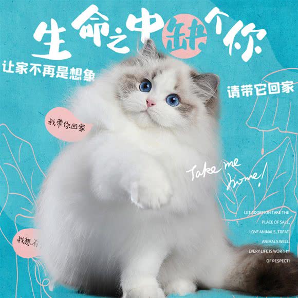 king cat布偶猫舍:杭州市滨江区开发区/高教园附近