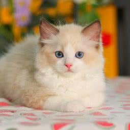 CAT STAR缅因猫猫舍·豹猫·阿比CFA/TICA/CICA三大协会猫舍:杭州市滨江区开发区/高教园附近