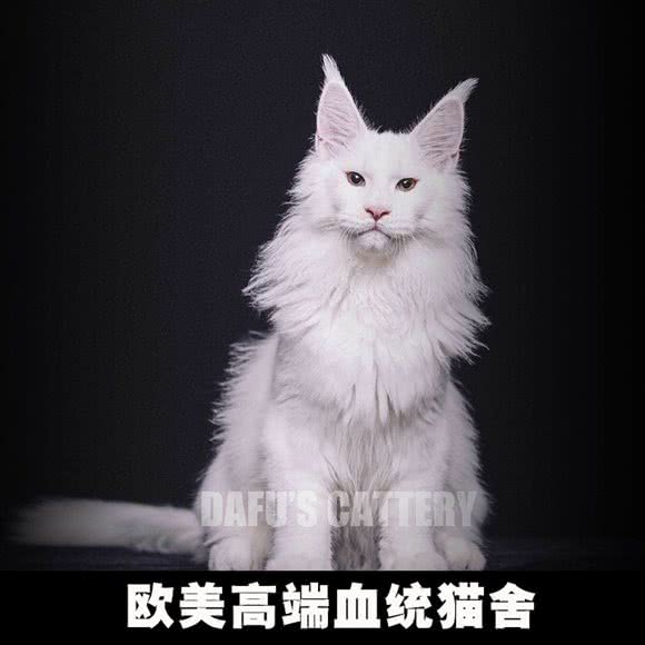 大福·高端名猫舍(星光大道店):杭州市滨江区开发区/高教园附近