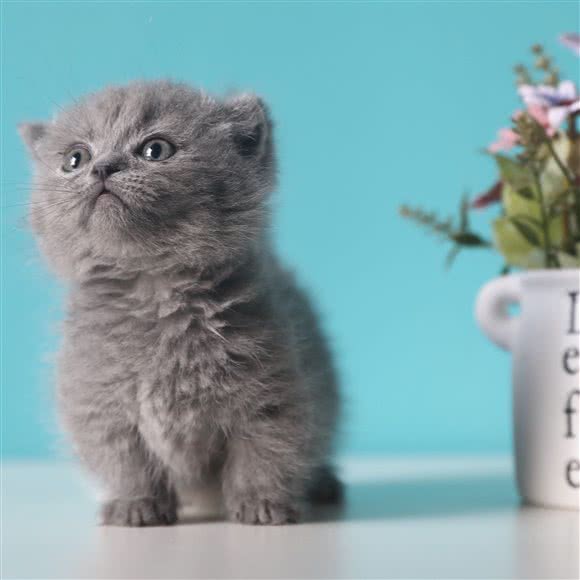 MG曼基康矮脚猫舍(滨江店):杭州市滨江区开发区/高教园附近