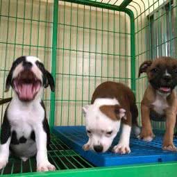 北京大骨犬业:北京城区顺义区南彩镇附近