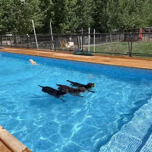 老八宠物乐园:北京城区顺义区小汤山/央美博艺艺术馆附近