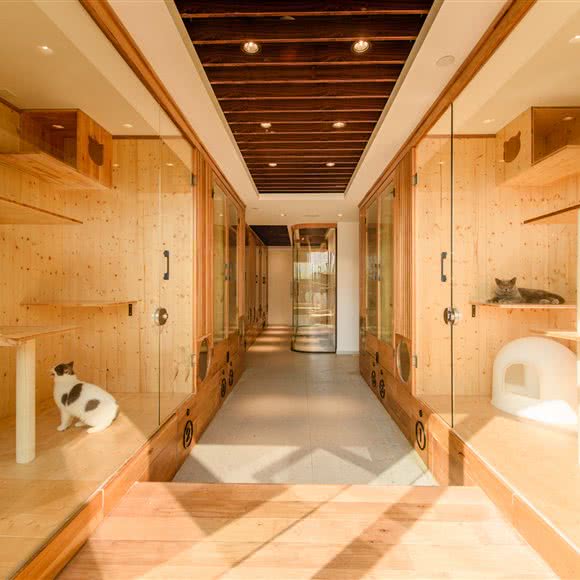 Tail CAT HOTEL&SPA(猫咪专属店):杭州市滨江区奥体博览中心附近