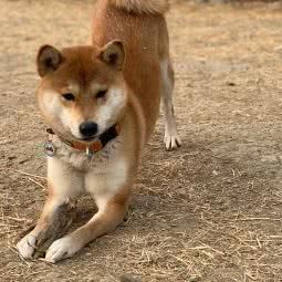 MR.DAVID宠物寄养照护训练中心:北京城区顺义区小汤山/央美博艺艺术馆附近