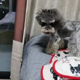 犬通社宠物:杭州市萧山区北干附近