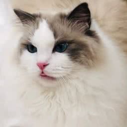 LUCKY ANGEL布偶猫舍:杭州市萧山区北干附近