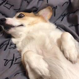 六只脚宠物训练:北京城区顺义区小汤山/央美博艺艺术馆附近