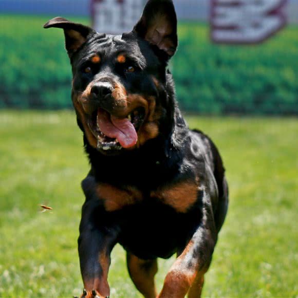 北京趣多萌宠:北京城区顺义区小汤山/央美博艺艺术馆附近