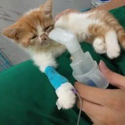 萧东宠物医院24小时:杭州市萧山区城厢附近