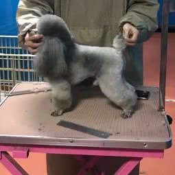 瑞雪宠物生活馆:杭州市萧山区市心北路附近