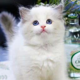 芝士猫舍宠物馆:杭州市萧山区市心北路附近