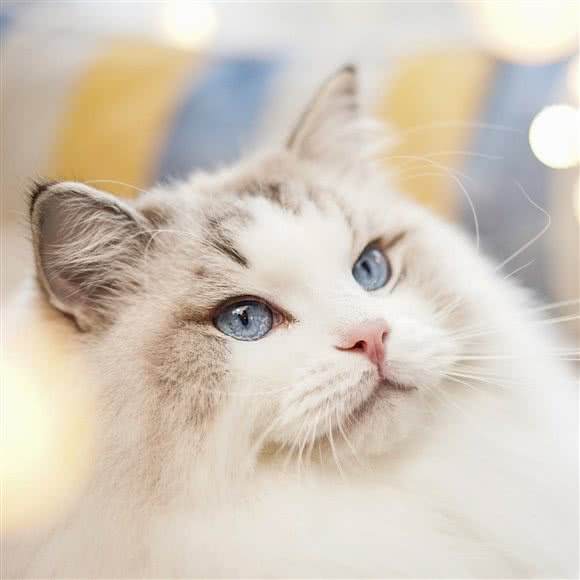 虎斑班宠物摄影:杭州市萧山区闻堰附近