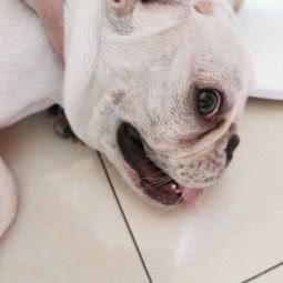 摩卡宠物:杭州市萧山区闻堰附近