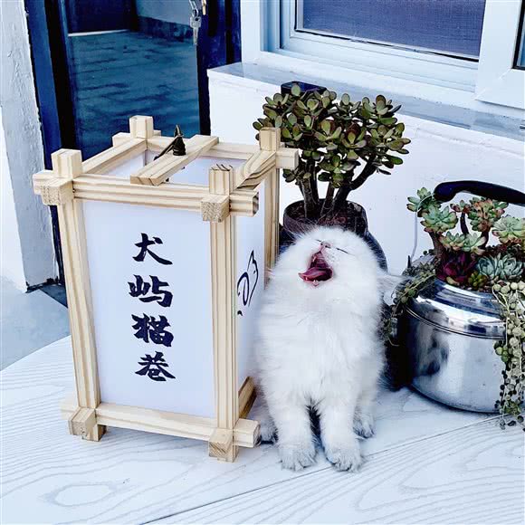 Well chosen 犬屿猫巷精品宠物:北京城区顺义区小汤山/央美博艺艺术馆附近