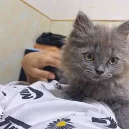 派多格宠物(瓜沥店):杭州市萧山区瓜沥镇附近