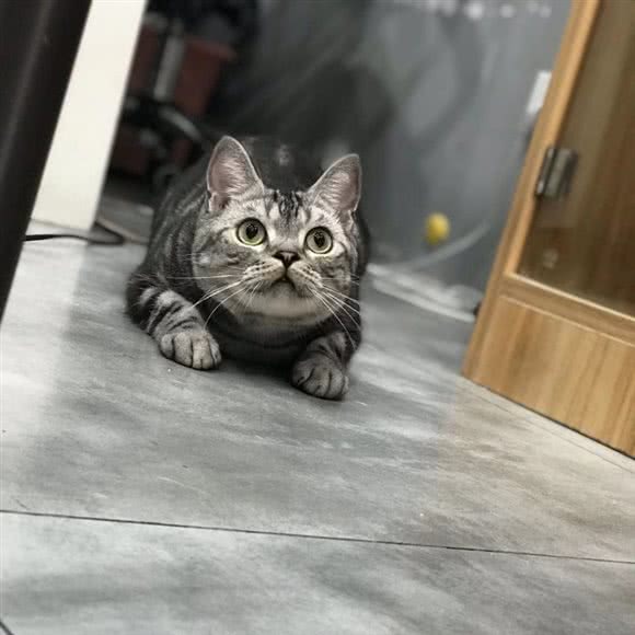 宠依家宠屋:杭州市萧山区钱江世纪城附近