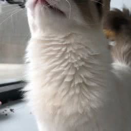 派多格宠物(钱江世纪城店):杭州市萧山区钱江世纪城附近