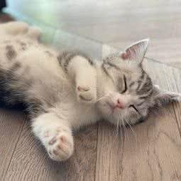 友達の猫·精品猫舍:杭州市萧山区钱江世纪城附近