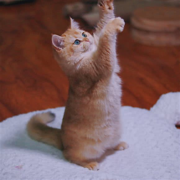 GG BOND布偶金渐层猫舍:杭州市萧山区钱江世纪城附近