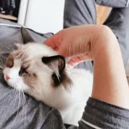 金屋藏喵猫舍:杭州市萧山区钱江世纪城附近