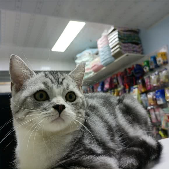 欢乐宠物:杭州市萧山区湘湖附近