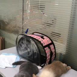 安平动物医院:杭州市萧山区蜀山街道附近