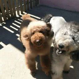 阳光宠物寄养:北京城区顺义区首都机场T3航站楼附近