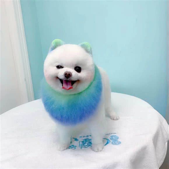 宠视觉:杭州市萧山区加州阳光附近