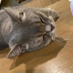 CAT THINK猫舍:杭州市萧山区加州阳光附近