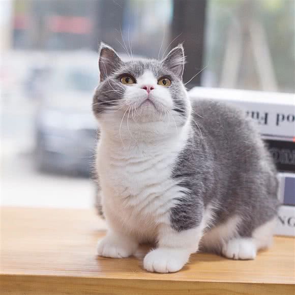 希猫猫舍宠物·猫专售·赛级洗护(宝龙马路对面店):杭州市萧山区宝龙城市广场附近