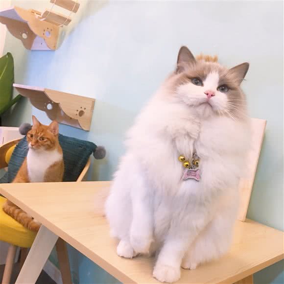 治愈萌宠 宠物生活馆:杭州市萧山区宝龙城市广场附近